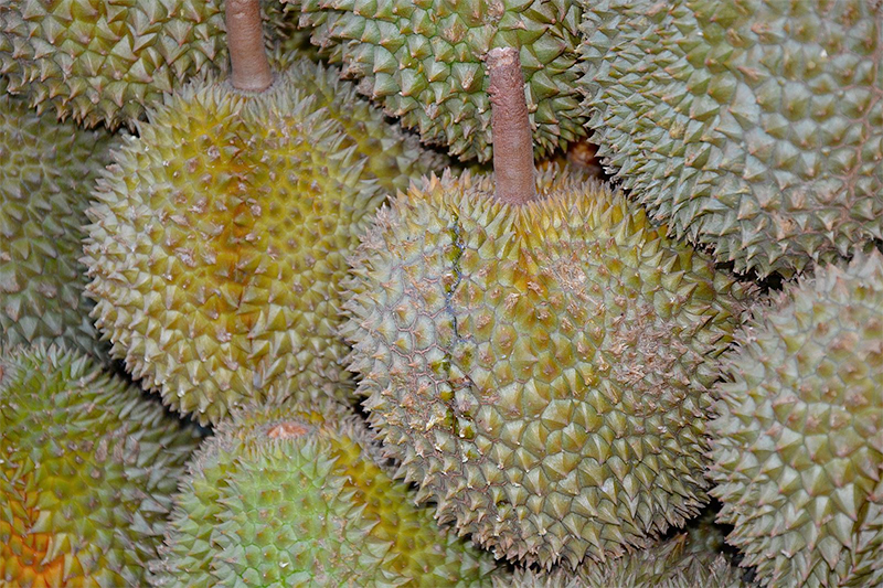 Jose mier gastronomy durian fruit